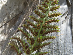 Asplenium appendiculatum