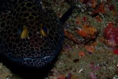 Epinephelus macrospilos