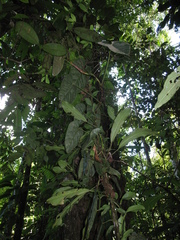 Philodendron hederaceum