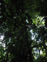 Philodendron hederaceum