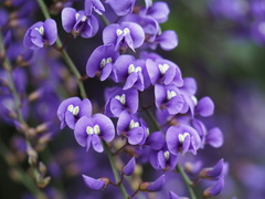 Hardenbergia