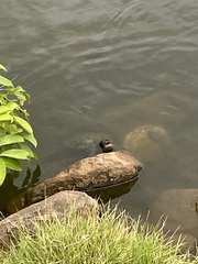 Trachemys stejnegeri