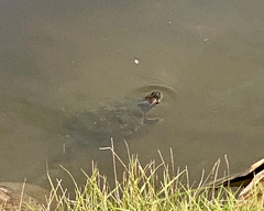 Trachemys stejnegeri