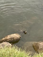 Trachemys stejnegeri