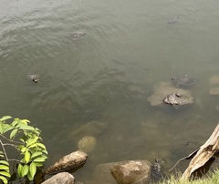 Trachemys stejnegeri