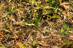 Erythemis simplicicollis