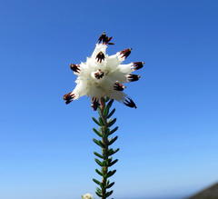 Erica stylaris