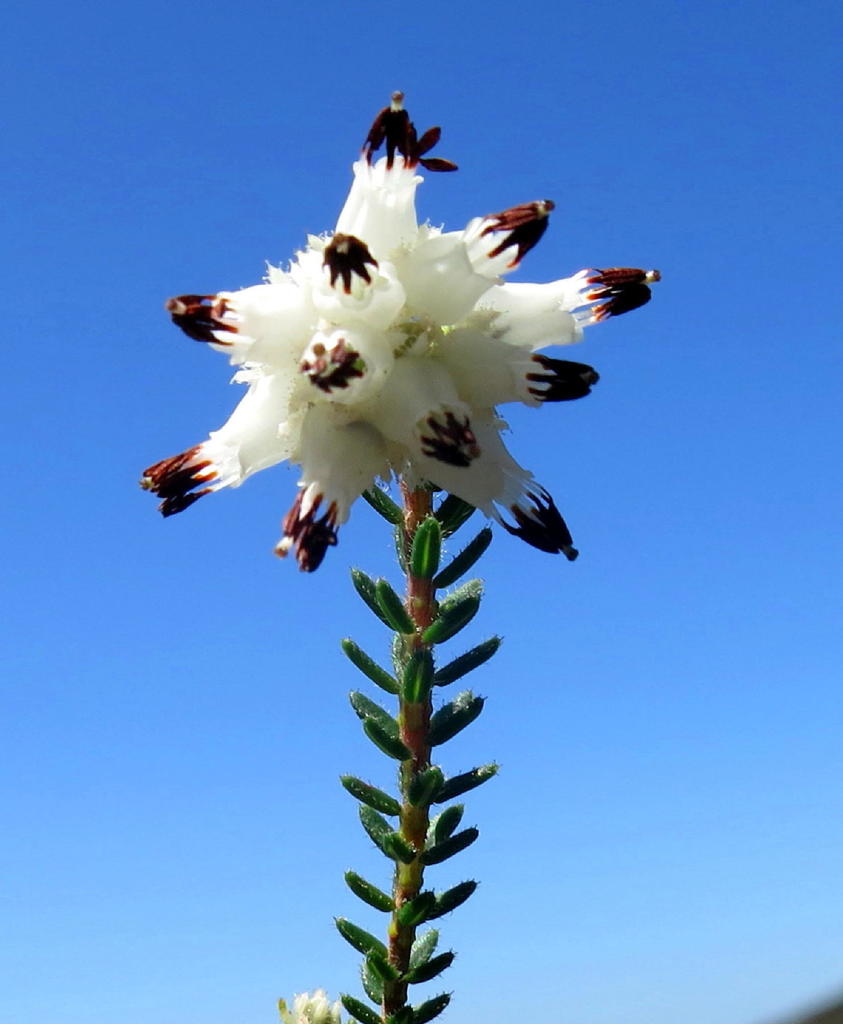 Erica stylaris