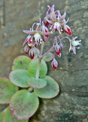 Crassula cordata