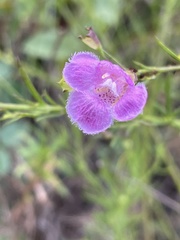 Agalinis homalantha