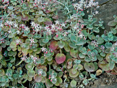 Crassula cordata