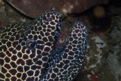Gymnothorax favagineus