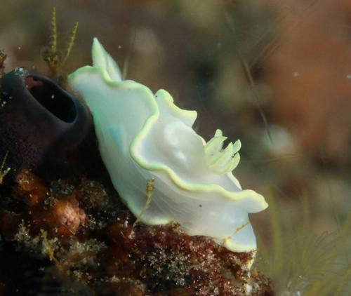 Glossodoris pallida