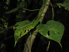 Philodendron hederaceum