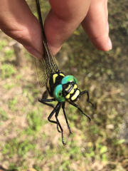 Anotogaster sieboldii