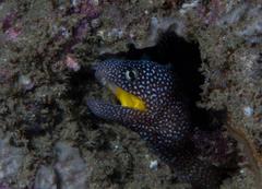 Gymnothorax nudivomer