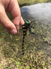 Anotogaster sieboldii