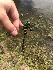 Anotogaster sieboldii