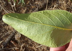 Lannea edulis edulis