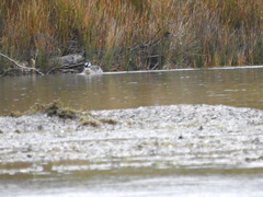 Speculanas specularis