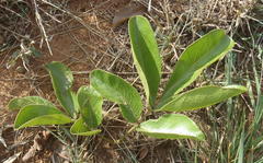 Lannea edulis edulis