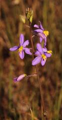 Cyanella