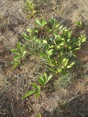 Lannea edulis edulis