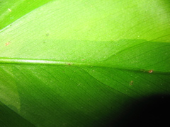 Philodendron hederaceum
