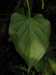 Philodendron hederaceum