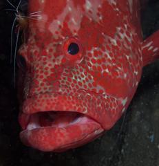 Cephalopholis sonnerati