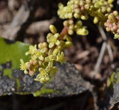 Lannea edulis edulis