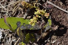 Lannea edulis edulis