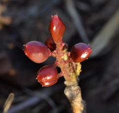 Lannea edulis edulis