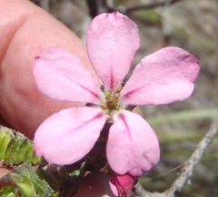 Acmadenia tetragona