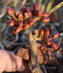 Lannea edulis edulis