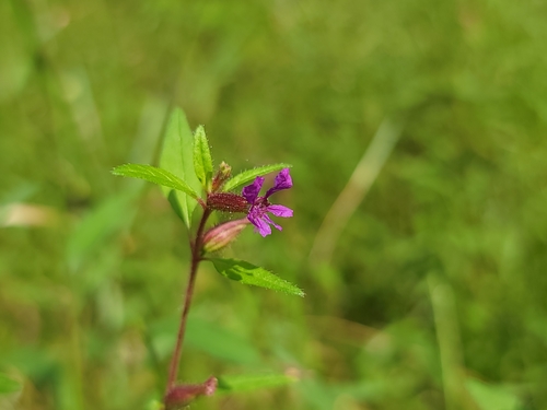 Blue waxweed (Cuphea viscosissima)