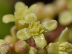 Lannea edulis edulis