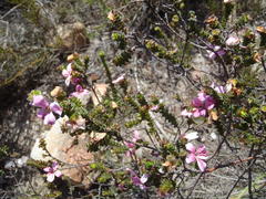 Acmadenia tetragona