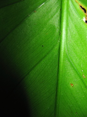 Philodendron hederaceum