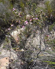 Acmadenia tetragona