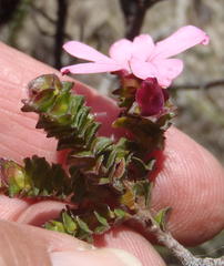 Acmadenia tetragona