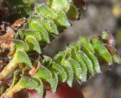 Acmadenia tetragona