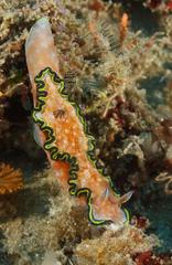 Glossodoris
