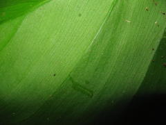 Philodendron hederaceum