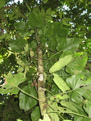Philodendron hederaceum