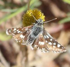 Spialia