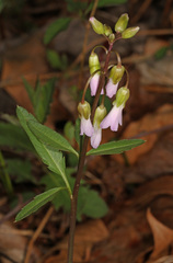 Cardamine angustata