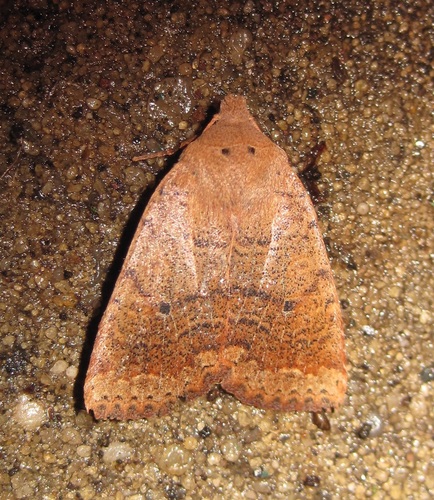 Sericaglaea signata French, 1879