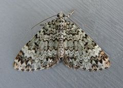 Spargania viridescens