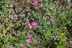 Oenothera canescens